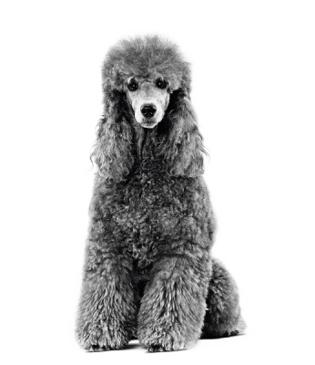 Выбор питомца - собака